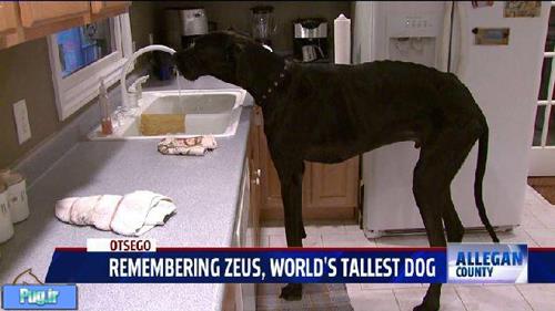 قد بلندترین سگ جهان مُرد