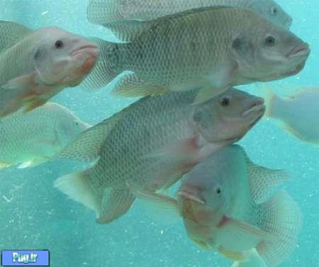 موافق پرورش ماهی تیلاپیا در اکوسیتم های طبیعی نیستیم