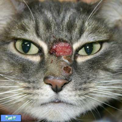 مشکلات پوستی و مویی در گربه ها