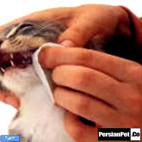 تمیز کردن گام به گام دندان گربه ها