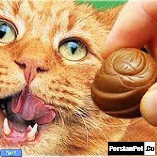 آیا گربه ها میتوانند شکلات بخورند؟