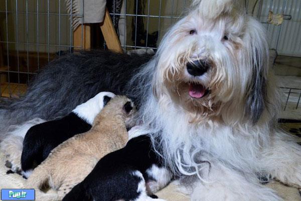 سگی که مادر شیر شد ! 