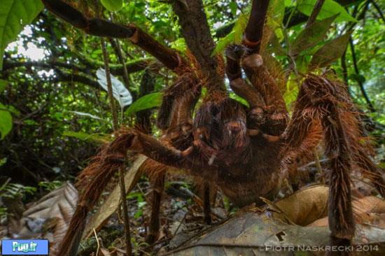 کشف بزرگترین عنکبوت جهان