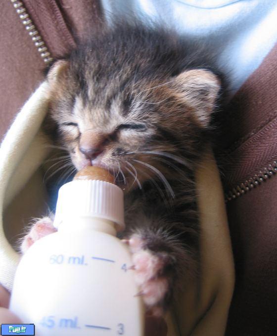 دوستان گرامی ،شیرخشک بچه گربه -