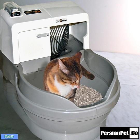 منزل را از بوی دستشویی گربه پاک کنید 