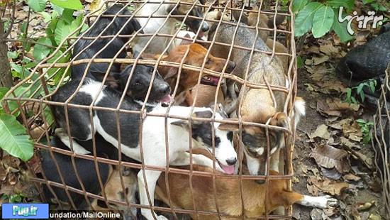 تجارت گوشت سگ در تایلند +عکس