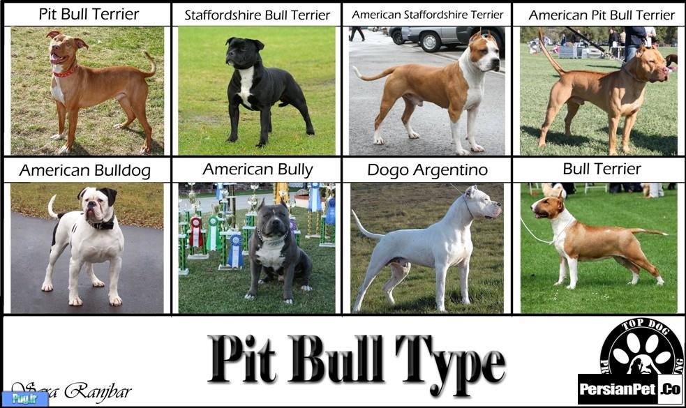 معرفی تیپ های پیت بول تیپ های پیت بول (Pit Bull Type)
