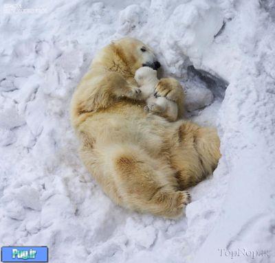 حیوانات در برف 