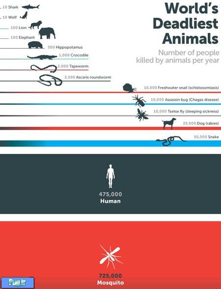آشنایی با خطرناک ترین جانوران زمین