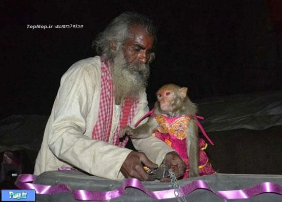 مراسم عروسی میمون ها در هند!