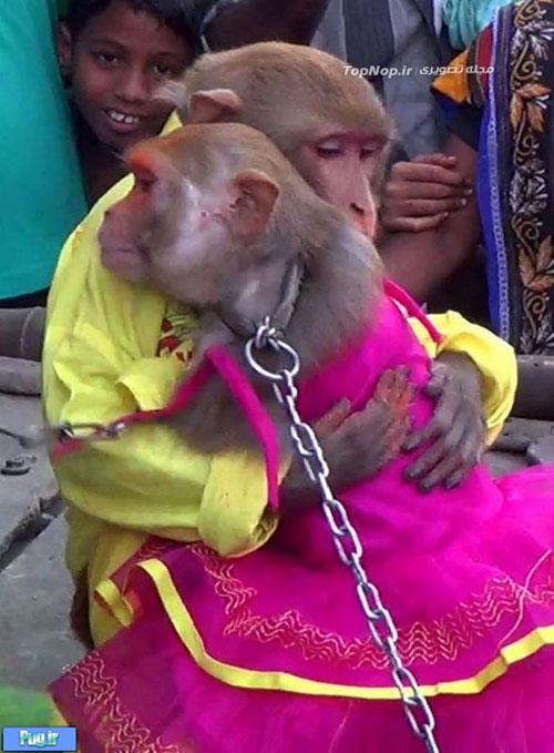 مراسم عروسی میمون ها در هند!