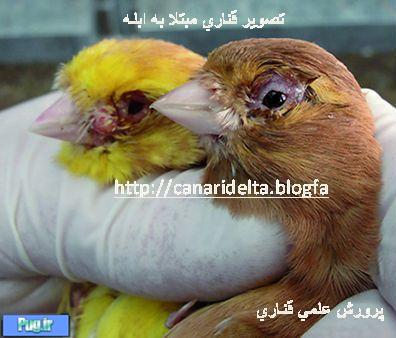 مروری بر بیماری آبله پرندگان