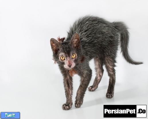 گربه Lykoi – نژاد جدیدی از گربه ها (ترجمه)   