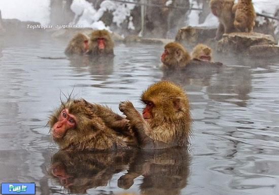 حمام میمون ها