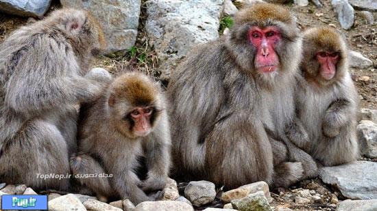 حمام میمون ها