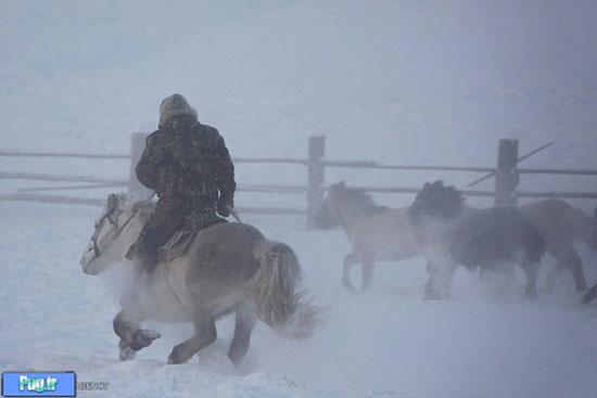 اسب های یاکوت در سرمای سیبری