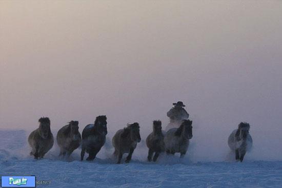 اسب های یاکوت در سرمای سیبری