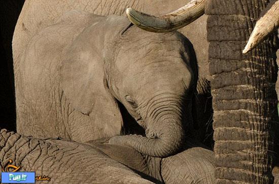 اشک‌های فیل نوزاد در مرگ مادرش 