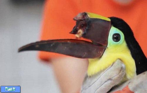 تکنولوژی جان این پرنده زیبا را نجات داد +عکس