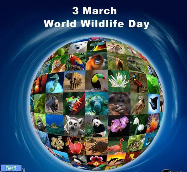 روز جهانی حیات وحش+ 10 پوستر