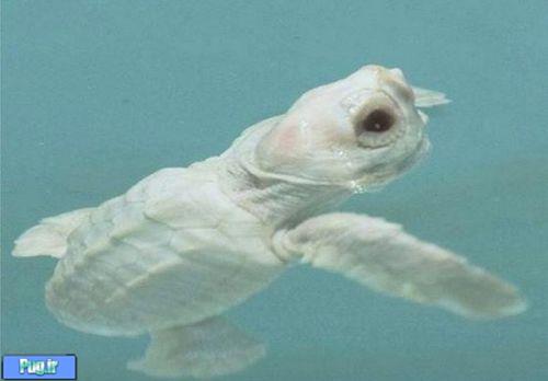 کمیاب ترین و زیباترین لاک‌پشت جهان