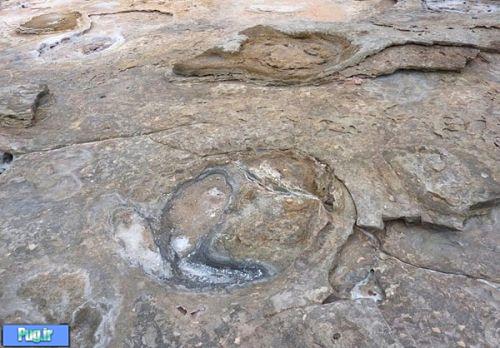 کشف ردپای دایناسورها در استرالیا+تصاویر