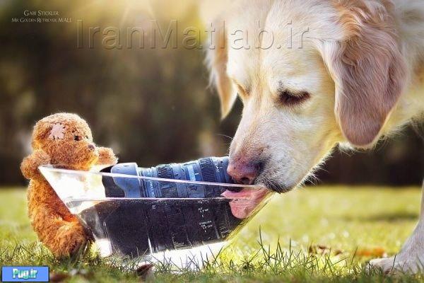  دوستی جالب سگ و عروسک