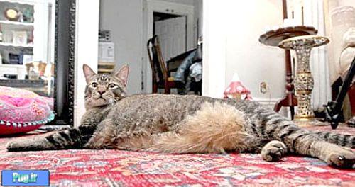 چاق ترین گربه جهان