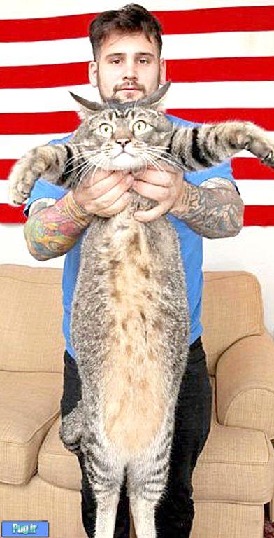 چاق ترین گربه جهان
