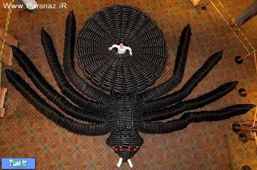 بزرگترین عنکبوت پرنده جهان