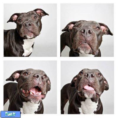 عکس های هنری از سگ های بی خانمان 