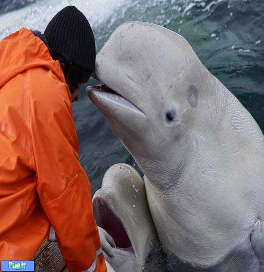10 عکس از زیباترین نهنگ دنیا
