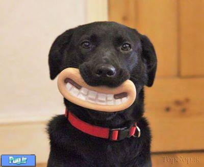 اسباب بازی های بسیار بامزه برای سگ ها 