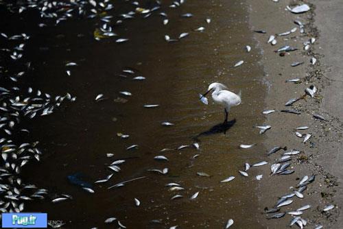 آلودگی خلیج گوانابارای برزیل 
