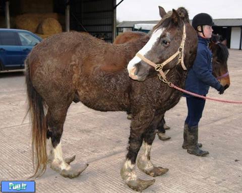 تصاویری از یک اسب با وضعیتی دردناک !!!