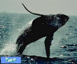 آیا نهنگ‌ها گورستان ویژه خود را دارند؟