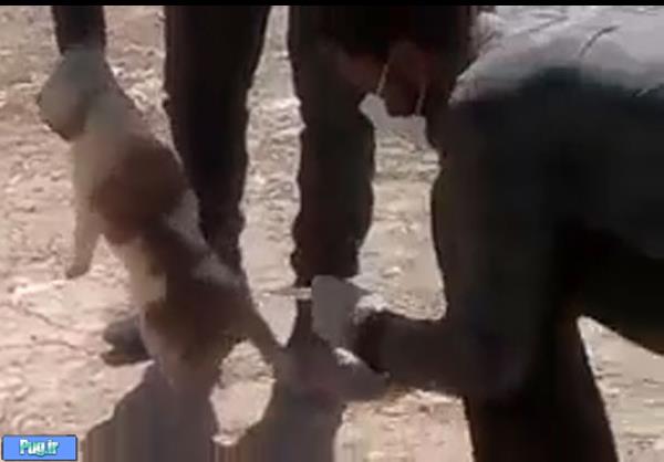 سگ کشی دردناک با تزریق اسید