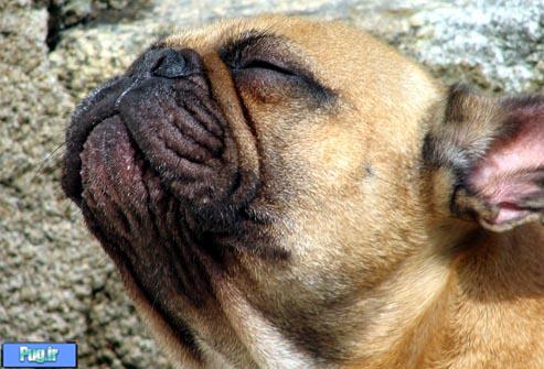 پودر انرژی زای فوری برای سگها