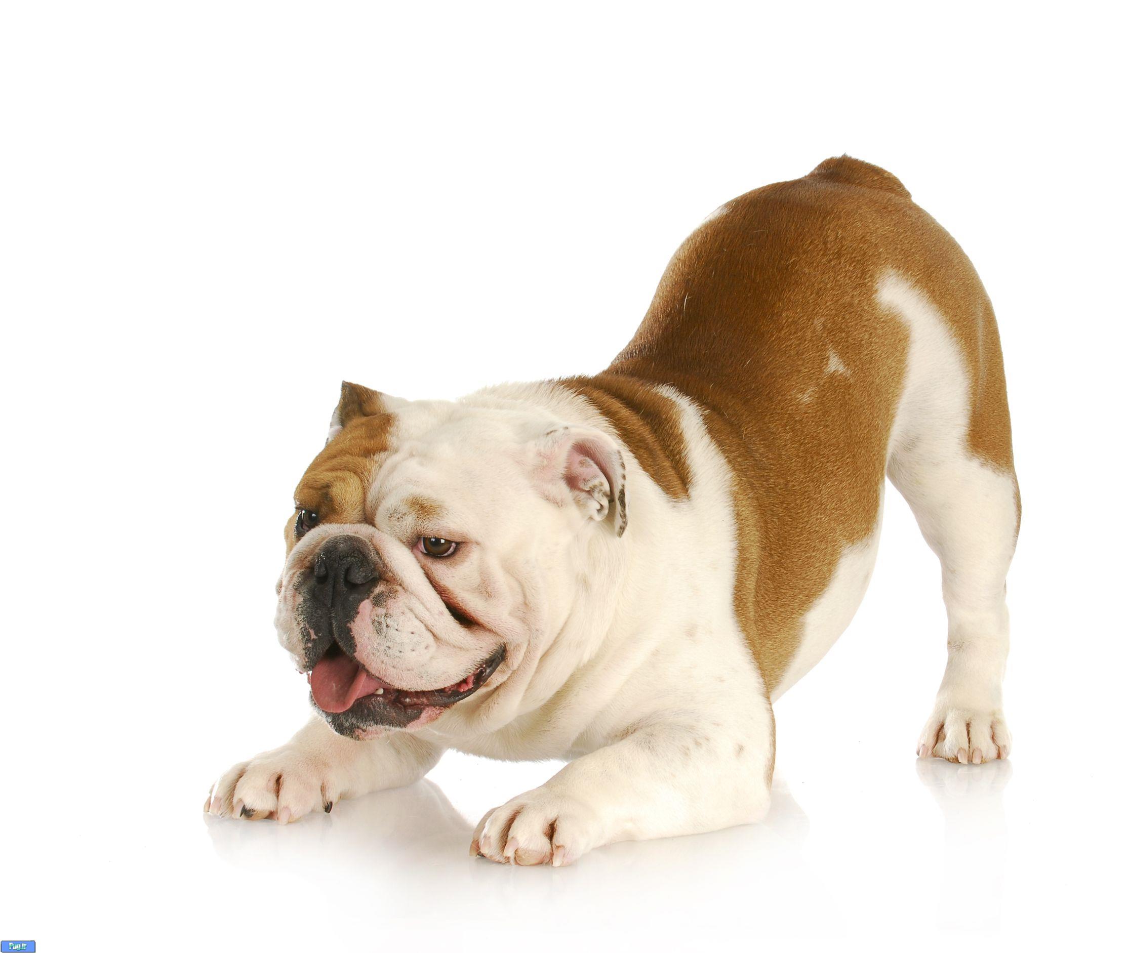 قرص مولتی ویتامین مخصوص سگ top 10