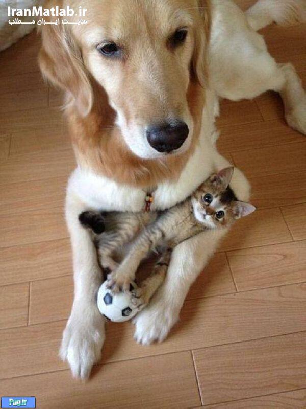 دوستی جالب بین سگ و گربه 