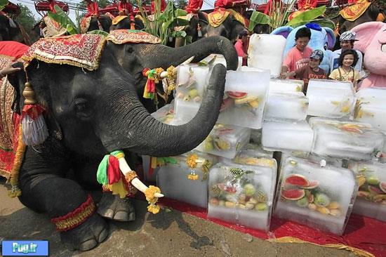 جشن فیل در تایلند