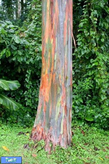 رنگی ترین درختان دنیا 