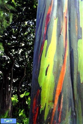 رنگی ترین درختان دنیا 