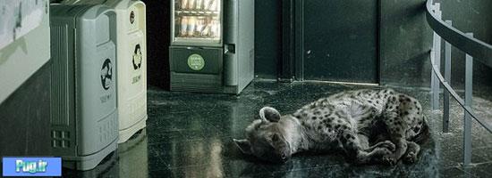 تصاویری ناراحت کننده از حیوانات در شهر
