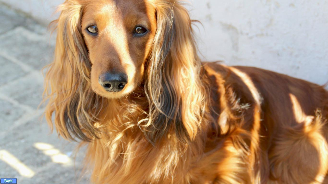 قرص مولتی ویتامین Bio برای سگهای خوشگل شما به فروشگاه پرشین پت رسید