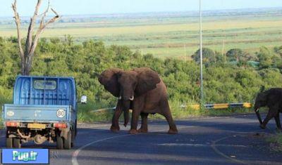 نتیجه حمله فیل به یک خودرو  