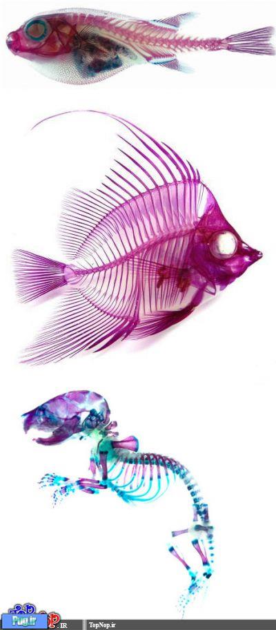 ماهی های تزئینی رنگی و شفاف