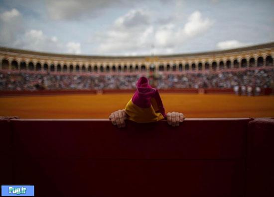 تصاویری تلخ از مسابقات گاوبازی در اسپانیا
