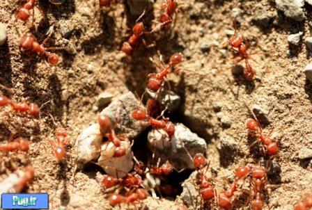 مورچه ها چگونه زلزله را پیش بینی می کنند؟