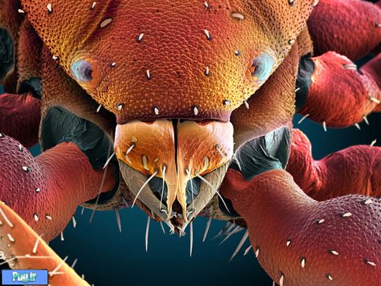 نگاهی به چشمان میکروسکوپی حشره‌ها